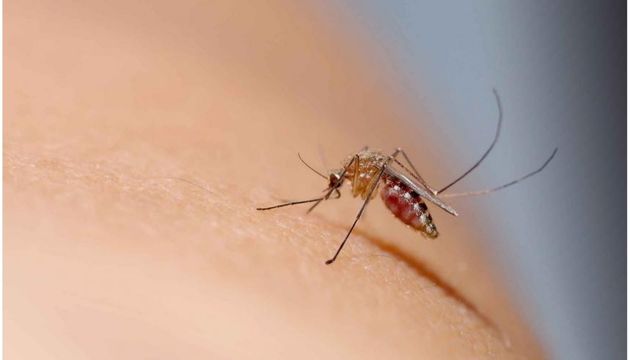 Dengue